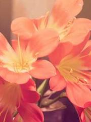 My rewards double au