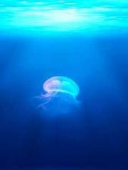 The Hardships of a D