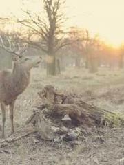 lt;Gingerly, Shen Qi