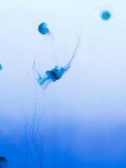 The Rough Man Hunter