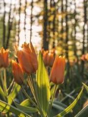 Bones-Eating Marriag