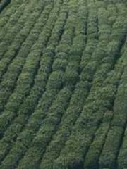 The Return of the Su