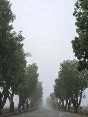 lt;Gingerly, Shen Qi